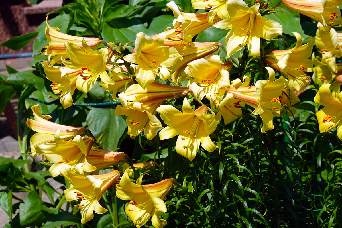Gartenimpressionen 4 - H. Müller