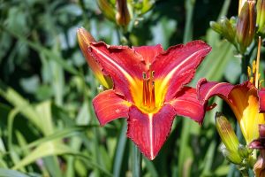 Gartenimpressionen 5 - H. Müller