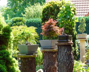 Gartenimpressionen 6 - H. Müller