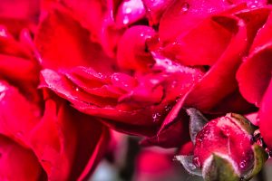 Nach dem Regen 1 - K. - F. Muehler