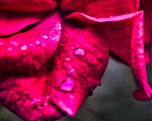 Nach dem Regen 2 - K. - F.- Muehler