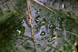 Nach dem Regen 3 - K. - F. Muehler