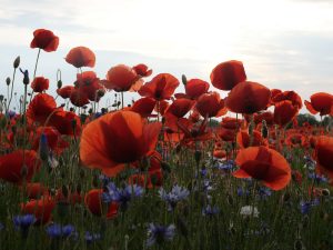 Mohnblumenfeld bei Leuthen - Kerstin Fetsch