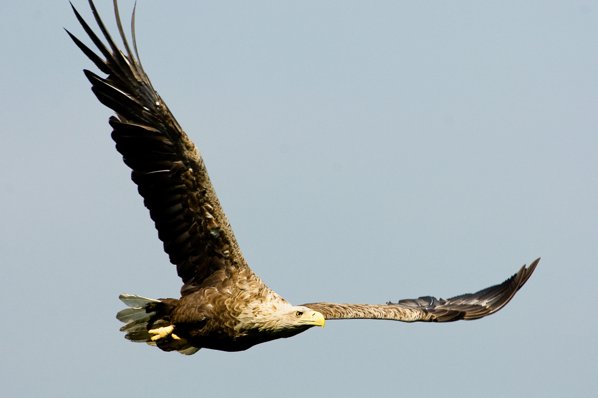 Seeadler im Anflug-Norbert Kubicke
