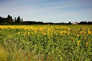 Sommertag in den Lasszinswiesen 2 - H. Müller