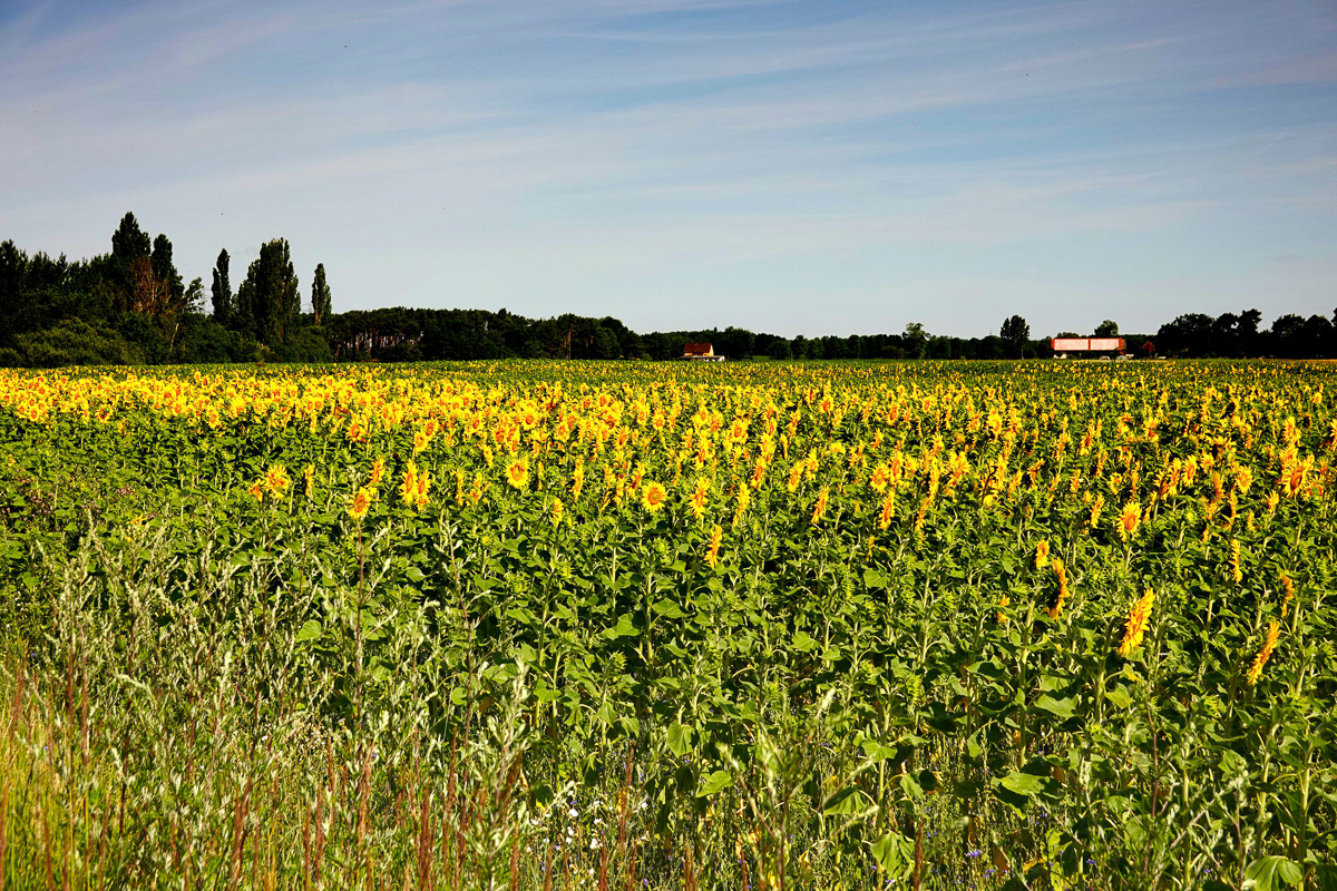 Sommertag in den Lasszinswiesen 2 - H. Müller