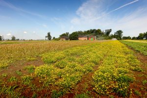 Sommertag in den Lasszinswiesen 3 - H. Müller