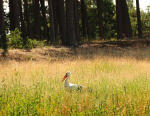 Sommertag in den Lasszinswiesen 4 - H. Müller