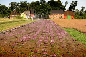 Sommertag in den Lasszinswiesen 5 - H. Müller