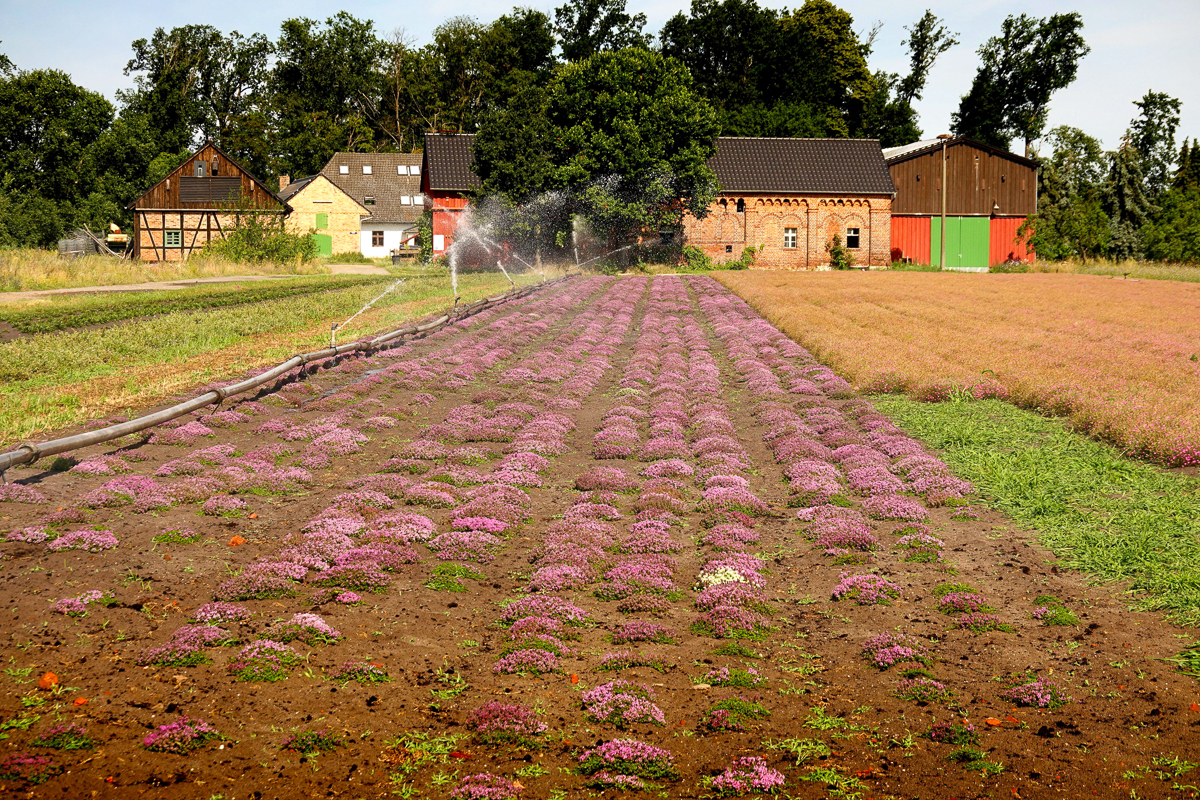 Sommertag in den Lasszinswiesen 5 - H. Müller