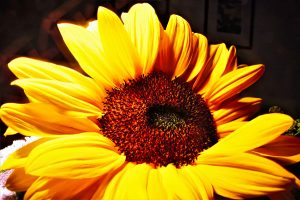 Sonnenblume 1 - K. - F. Muehler