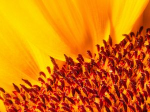 Sonnenblume 2 - K. - F. Muehler