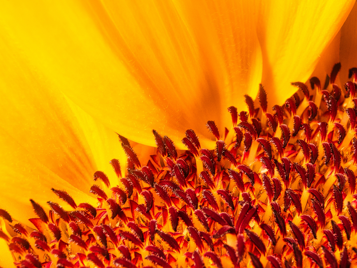 Sonnenblume 2 - K. - F. Muehler