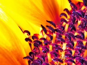 Sonnenblume 3 - K. - F. Muehler