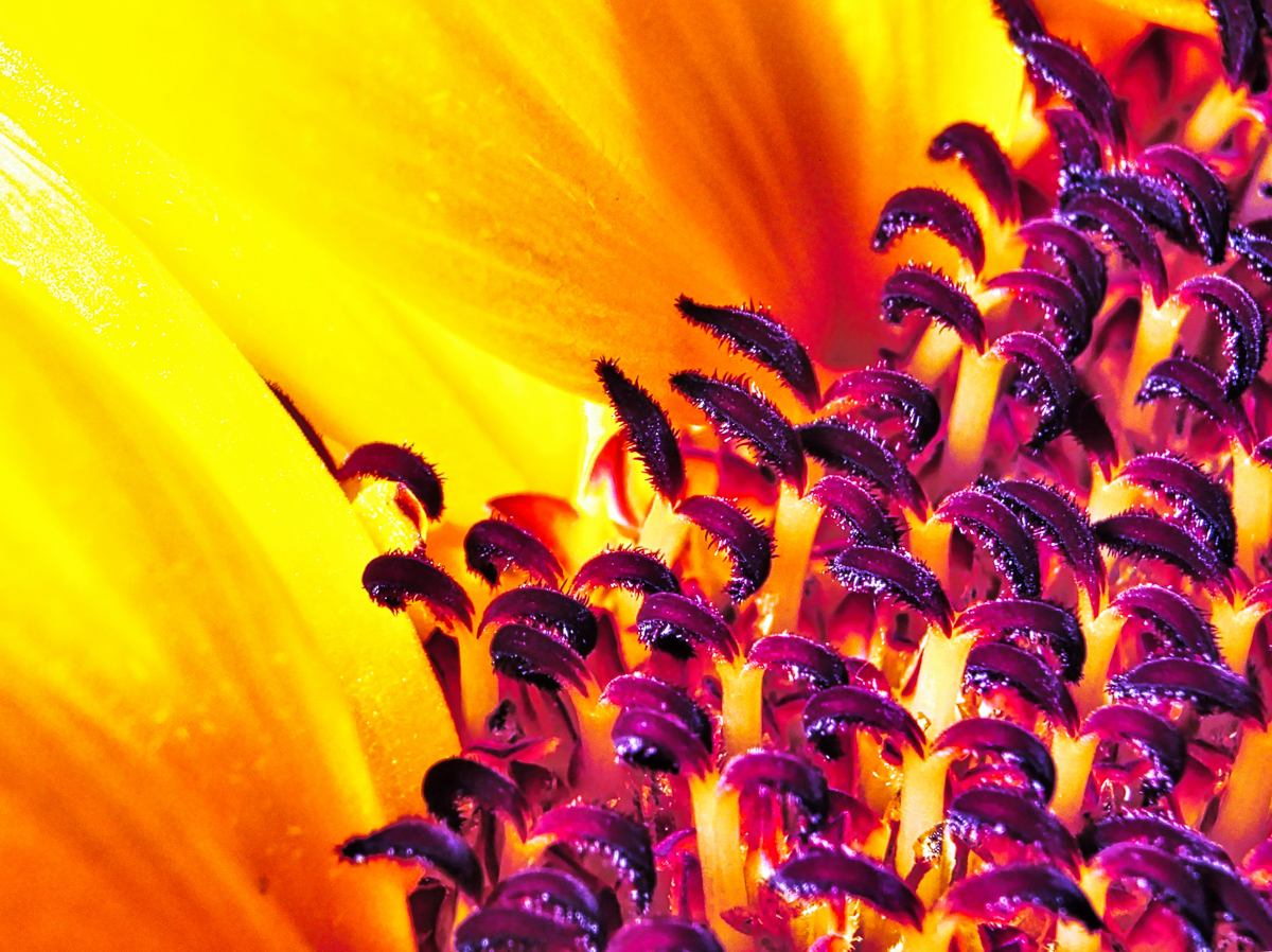 Sonnenblume 3 - K. - F. Muehler