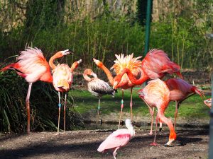 Tierpark Cottbus - Bernd Opel