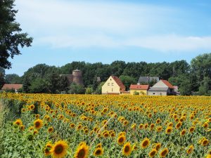 Sonnenblumen an der Turnower Mühle - Bernd Opel