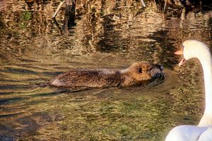 Unliebsame Begegnung - K. - F. Muehler