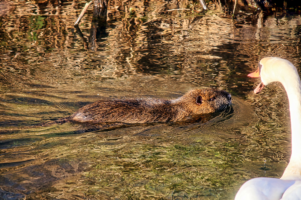 Unliebsame Begegnung - K. - F. Muehler