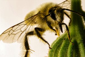 Wildbiene an Ringelblume - K. - F. Mühler