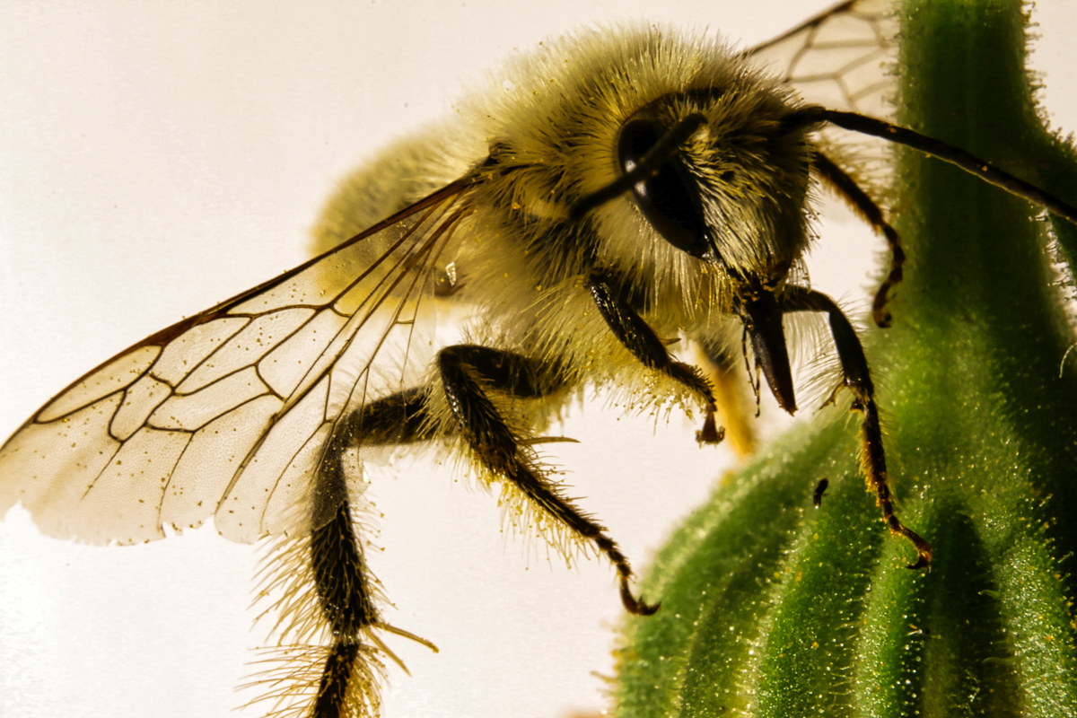 Wildbiene an Ringelblume - K. - F. Mühler