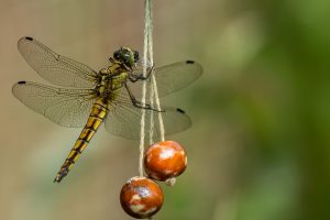 gemeine Keiljugfer - B.Möcker