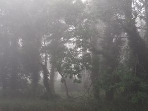 Frühnebel - Bernd Opel