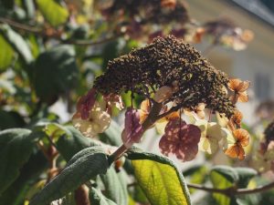 Hortensienblüte - Bernd Opel