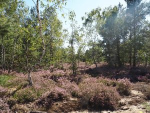 Lieberoser Heide blüht - Bernd Opel