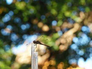 Ruhepause - Bernd Opel