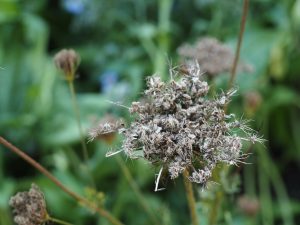 Wilde Möhre Samenstand - Bernd Opel
