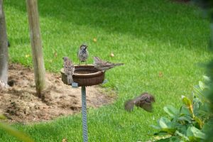 an der Vogelträke (1) - H. Müller