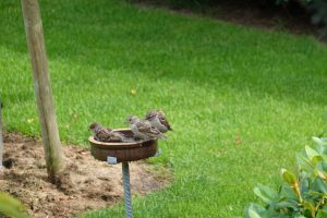 an der Vogelträke (2) - H. Müller