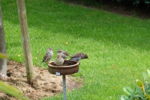 an der Vogelträke (3) - H. Müller