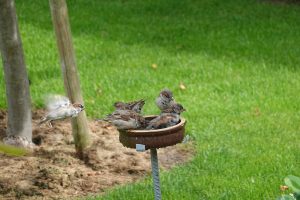 an der Vogelträke (4) - H. Müller