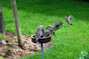 an der Vogelträke (6) - H. Müller