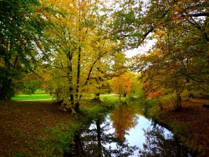 Herbstspaziergang in Branitz (7) - H. Müller