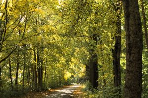 Indian summer im Teichland 1 - K. - F. Muehler