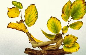 Indian summer im Teichland 10 a - K. - F. Muehler