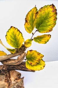 Indian summer im Teichland 10 b - K. - F. Muehler