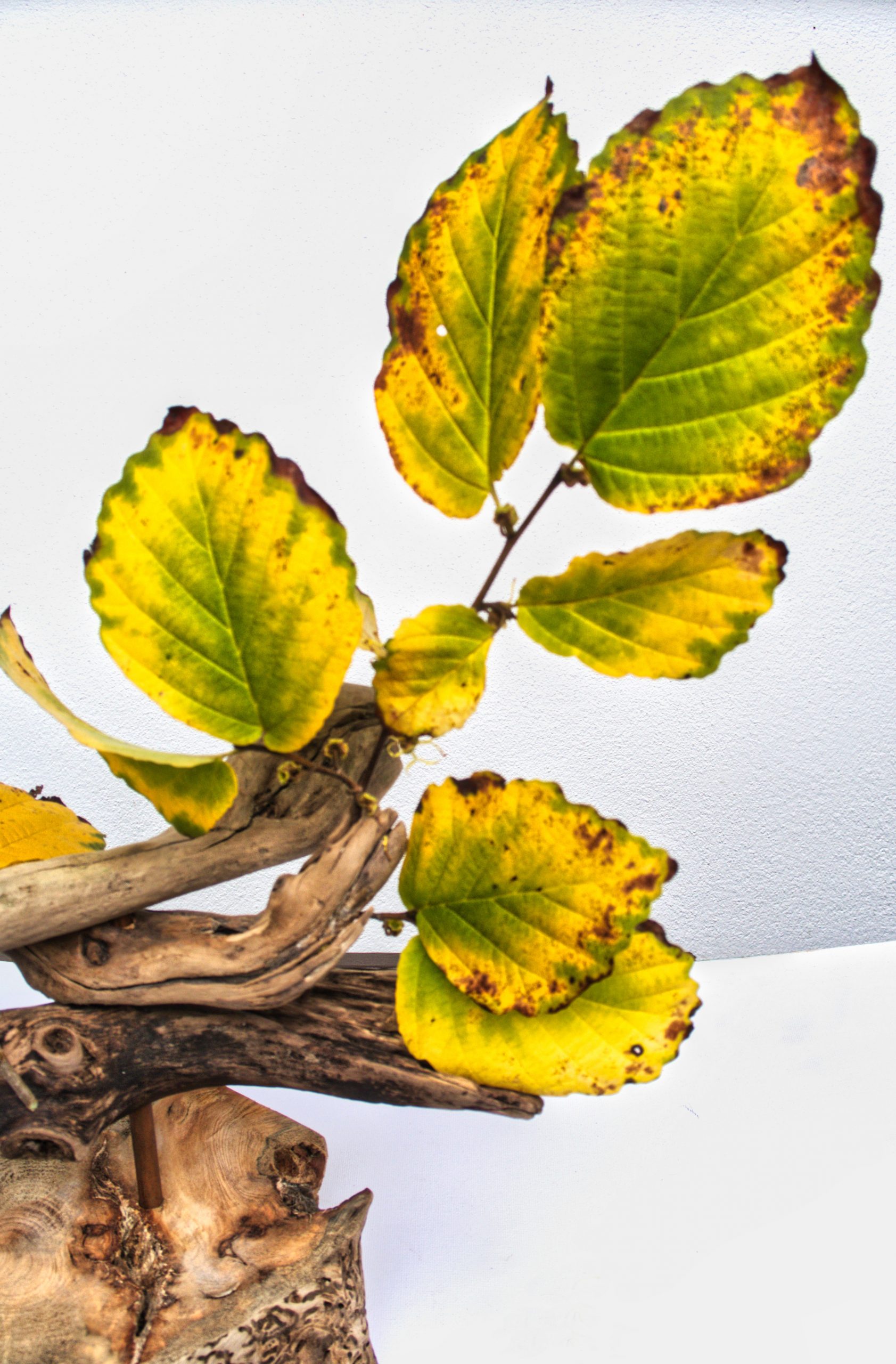 Indian summer im Teichland 10 b - K. - F. Muehler