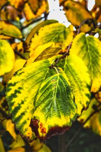 Indian summer im Teichland 11 - K. - F. Muehler