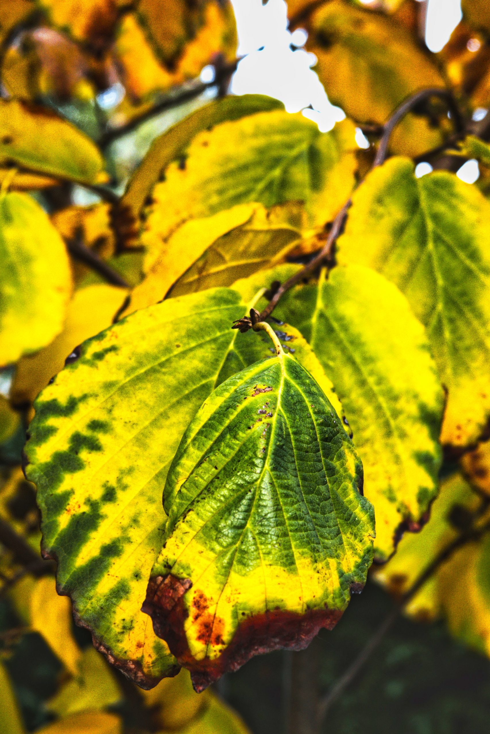 Indian summer im Teichland 11 - K. - F. Muehler