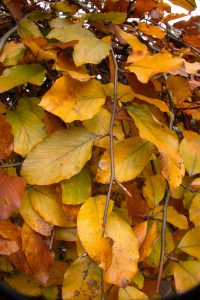 Indian summer im Teichland 12 - K. - F. Muehler