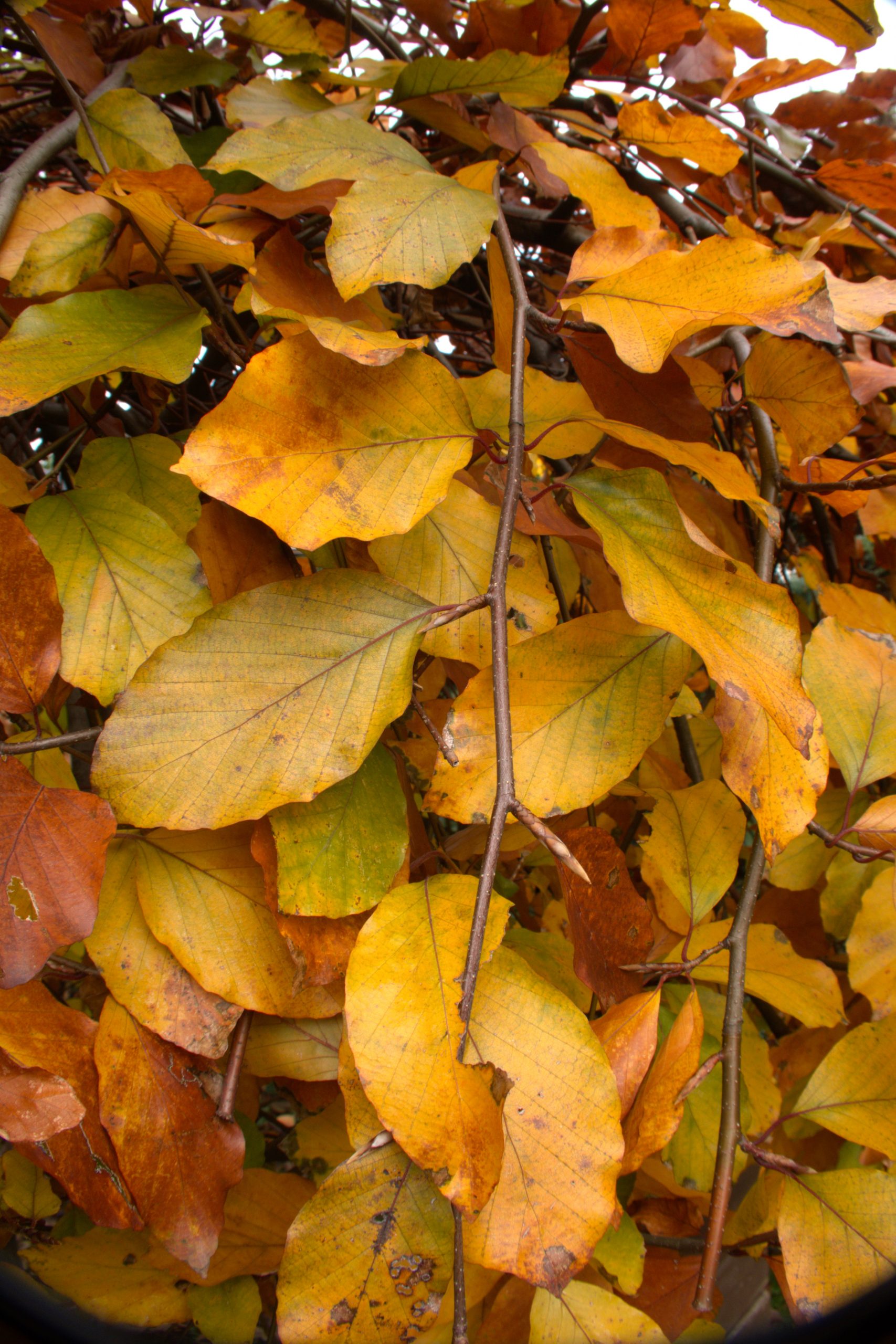 Indian summer im Teichland 12 - K. - F. Muehler