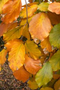 Indian summer im Teichland 13 - K. - F. Muehler