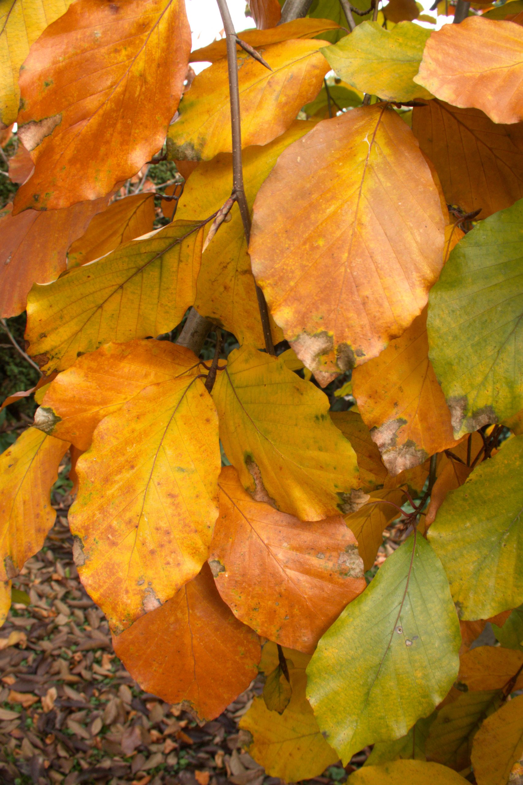 Indian summer im Teichland 13 - K. - F. Muehler