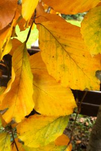 Indian summer im Teichland 15 - K. - F. Muehler