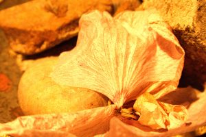 Indian summer im Teichland 16 - K. - F. Muehler