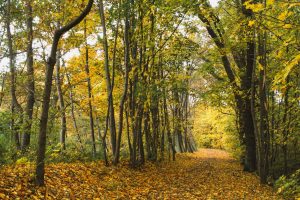 Indian summer im Teichland 2 - K. - F. Muehler